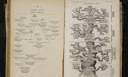 The Pedigree of Man. Ernst Haeckel, The evolution of man. London, 1879.