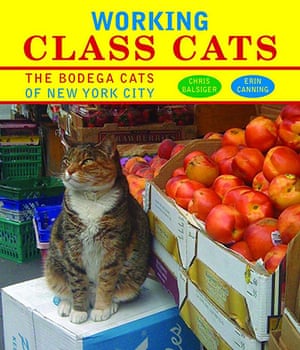 Diagram prize: Working Class Cats.