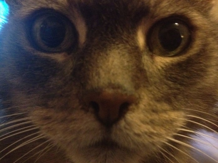 Feline Good Why Video Game Developers Love Cats Games The Guardian