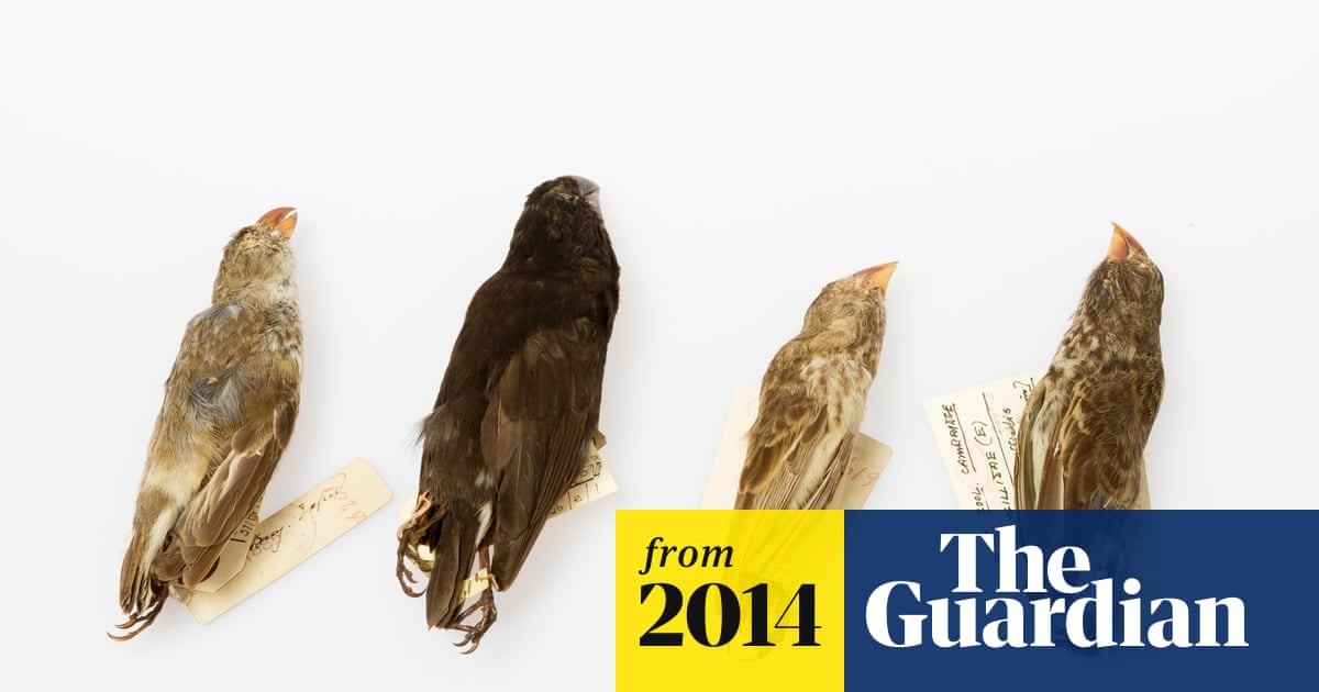 What Species of Bird Did Darwin Describe: Unveiling Evolution's Icons