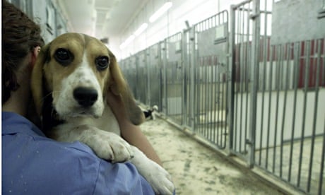 A five-month-old beagle at Huntingdon Life Sciences
