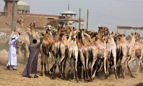 Cities: pandemic 4, camel