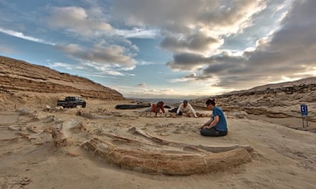 Whale fossil graveyard in Chile