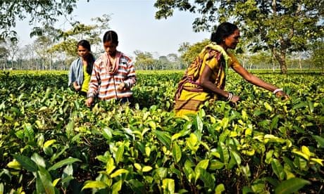 picking tea in Assam