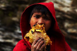 Honey hunters of Nepal: Young Nepalese boy eating honeycomb