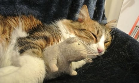 Why Does My Cat Love His Mouse Toy: Surprising Reasons Revealed