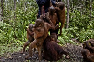Baby orangutans at the Orangutan Foundation International Care Center in Pangkalan Bun, Central Kalimantan. Expansion of oil palm plantations is destroying their forest habitat.