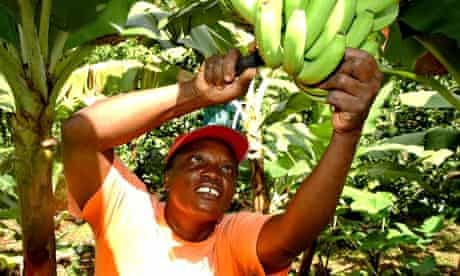 Fairrtrade worker cutting banans
