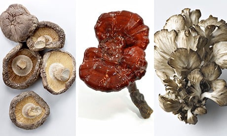 Anti-cancer properties of mushrooms