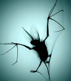 X-ray of a brown long-eared bat.