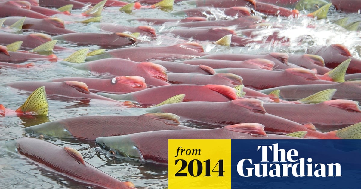 US moves against Alaska gold and copper mine to protect salmon fishery | US  Environmental Protection Agency | The Guardian