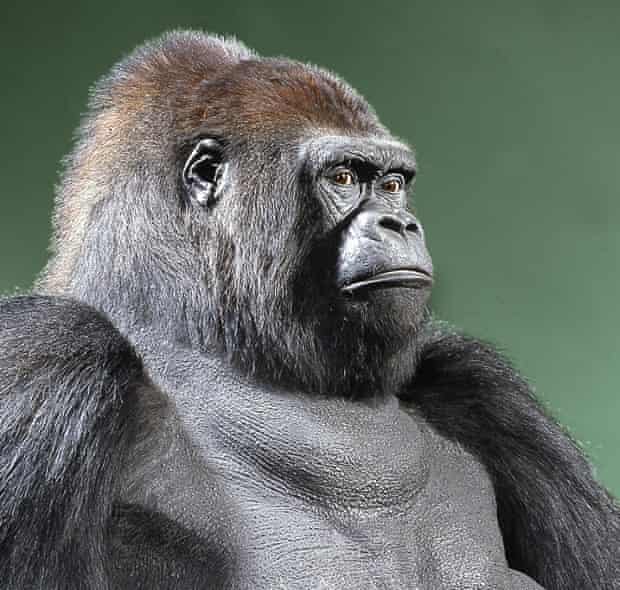 New Ape The Changing Face Of Guy The Gorilla Science The Guardian New Ape The Changing Face Of Guy The Gorilla Science The Guardian