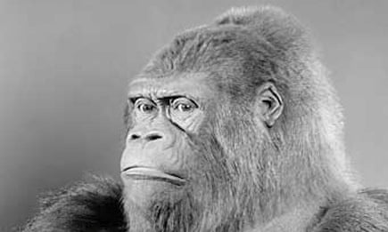 New ape: the changing face of Guy the gorilla | Science | The Guardian New ape: the changing face of Guy the gorilla | Science | The Guardian