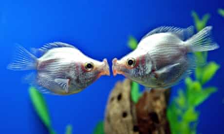 Lucky aquarium fish for 2014 Lucky aquarium fish for 2014
