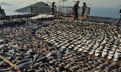 Good news for sharks: Court Refuses To Block Shark Fin Ban in