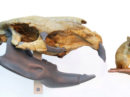 The skull of a Josephoartigasia monesi reconstructed from a 4-million-year-old remains (left) alongside a bog-standard rat (right).