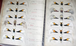 Wildfowl & Wetlands Trust's Bewick's swan studies at Slimbridge by Peter Scott's 50th 'swanniversary' 