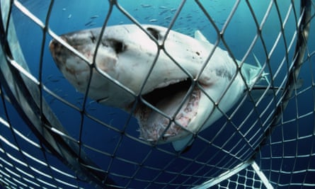 Great white shark approaching a shark cage in Australia.