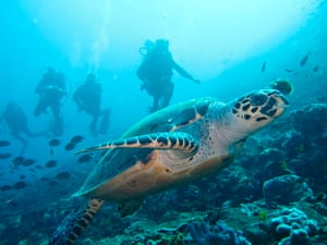 Diving off Komodo