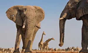 Elephants at a waterhole
