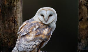 Curb On Rat Poisons Urged To Protect Barn Owls Environment The