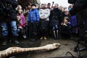 Marius was autopsied in the presence of visitors to the gardens at Copenhagen zoo.