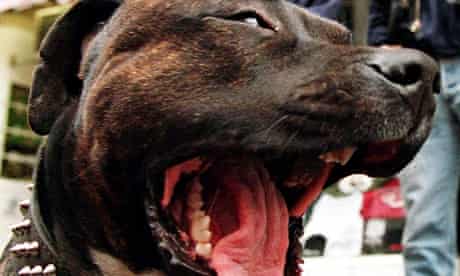 lincoln dog attack woman to undergo