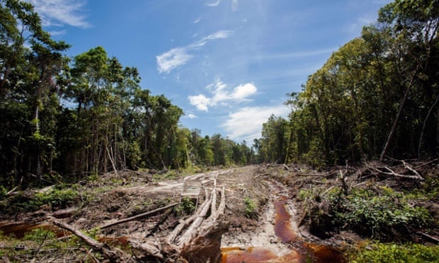 An access road is constructed in a peatland forest being cleared for a palm oil plantation in Aceh province, Indonesia.