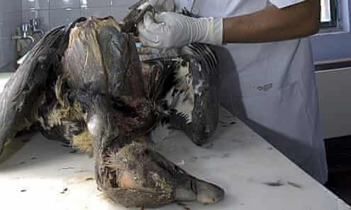 The carcass of an Indian White-rumped Vulture undergoing a necropsy at the Vulture Conservation Breeding Centre at Pinjore, Haryana, India