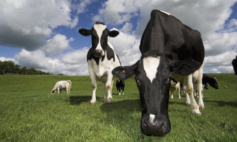 32,620 cattle were slaughtered in 2013 because of bovine TB, down from 37,734 in 2012
