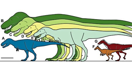 Tyrannosaur size comparisons