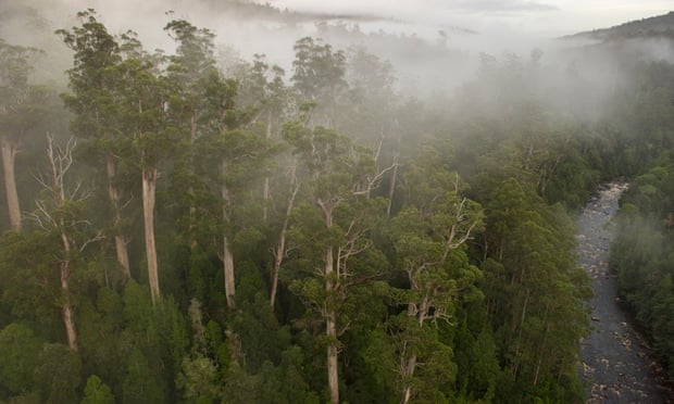 World heritage forest Tasmania