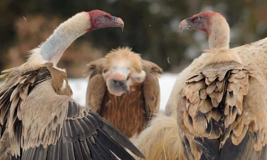 Eurasian Griffon Vultures, two with bloodied heads, fight over an animal carcass