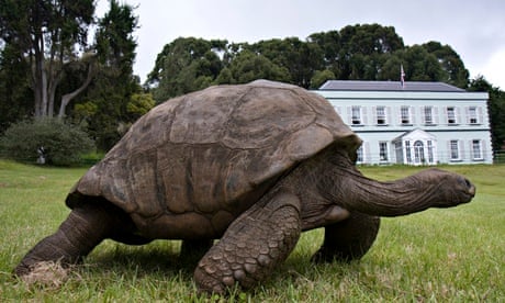 A 182-year-old tortoise at the home of the St Helena governor
