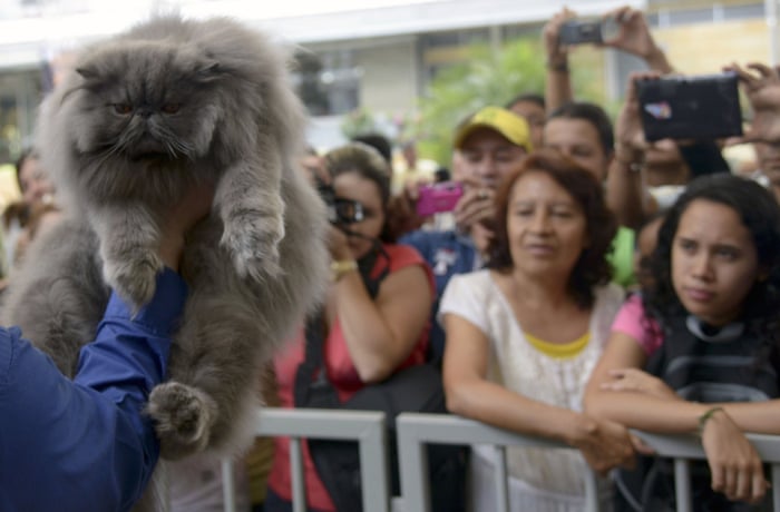 Cat with bowser backpack hotsell