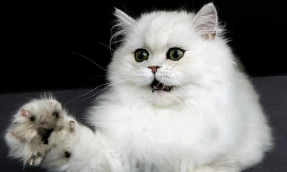 are you in favour of a 24 hour cat curfew open thread cats the guardian are you in favour of a 24 hour cat curfew open thread cats the guardian