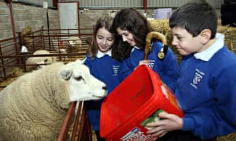 School children feeding sheep