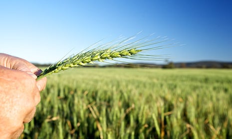 Wheat field Australia 