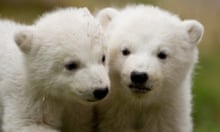 Test your knowledge of polar bears - quiz | Environment | The Guardian