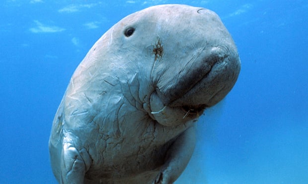 Dugong and their grazing grounds could be put at risk by dumping of Abbot Point dredge spoil, the Great Barrier Reef Marine Park Authority said.
