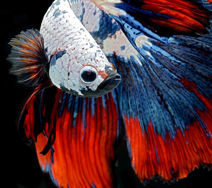 Unique Fighter Fish Japanese Fighter Fish : Siamese Fighting Fish Art And Design The ...