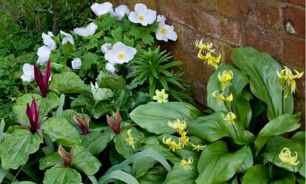 Leeds garden Glaucidium palmatum, trilliums and Erythronium ‘Pagoda’
