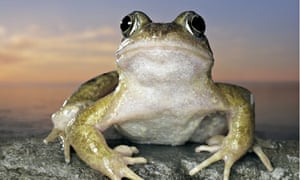 Specieswatch Common Frog Environment The Guardian