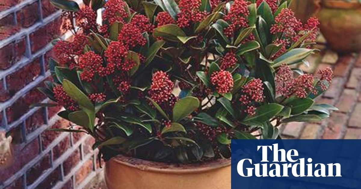 Plant Of The Week Skimmia Rubella Gardens The Guardian