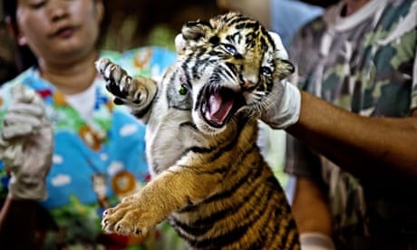 A tiger cub, one of 16 seized from smugglers in Thailand, bares its teeth as it is handled by vets