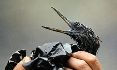 An oil soaked bird is examined on an island in Prince William Sound, Alaska, April 1989.