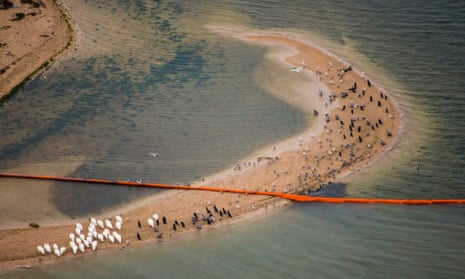 Oil containment booms cuts across a sand bar covered with birds on Pelican Island in Galveston, Texas.