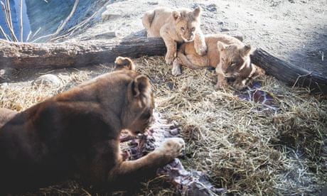Danish zoo that killed Marius the giraffe puts down four lions | Animals |  The Guardian