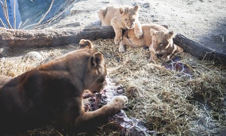 Danish zoo that killed Marius the giraffe puts down four lions | Animals | The Guardian Danish zoo that killed Marius the giraffe puts down four lions | Animals | The Guardian