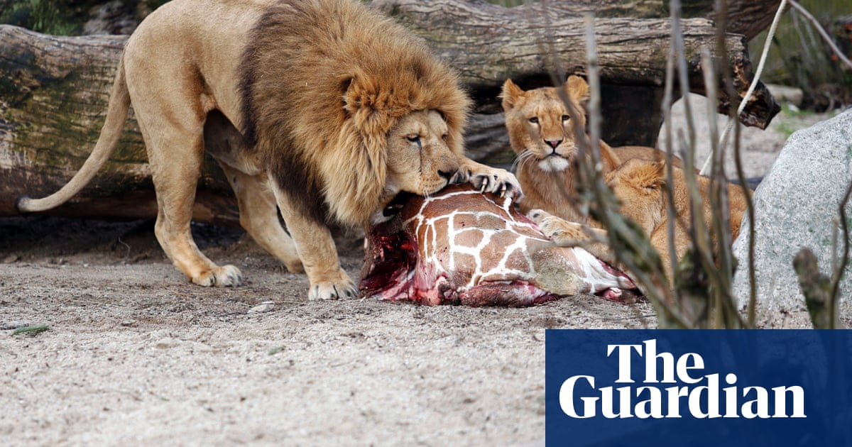 Lion feasting on giraffe kill Mere meters from the road in. Flickr
